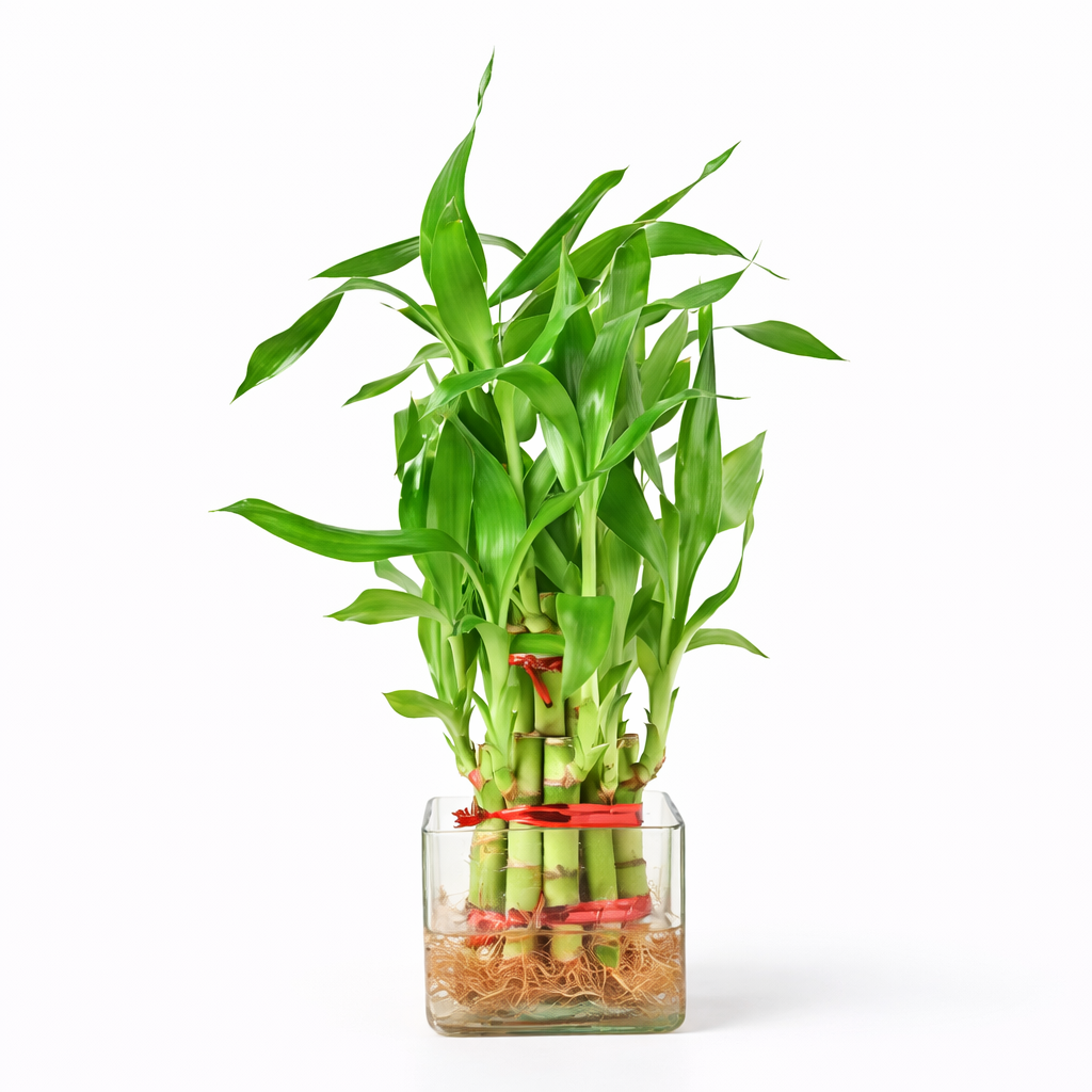 2 Layer Lucky Bamboo
